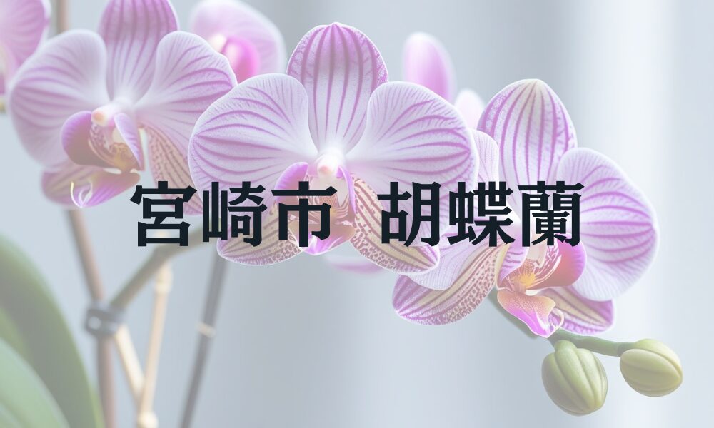 宮崎市　胡蝶蘭